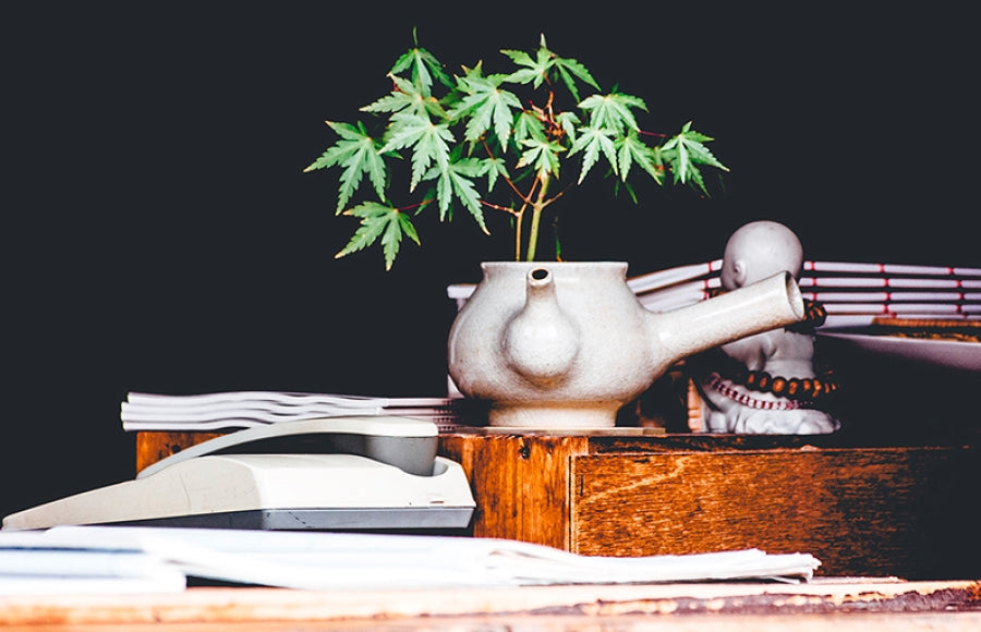 Le chanvre, la plante écologique par excellence