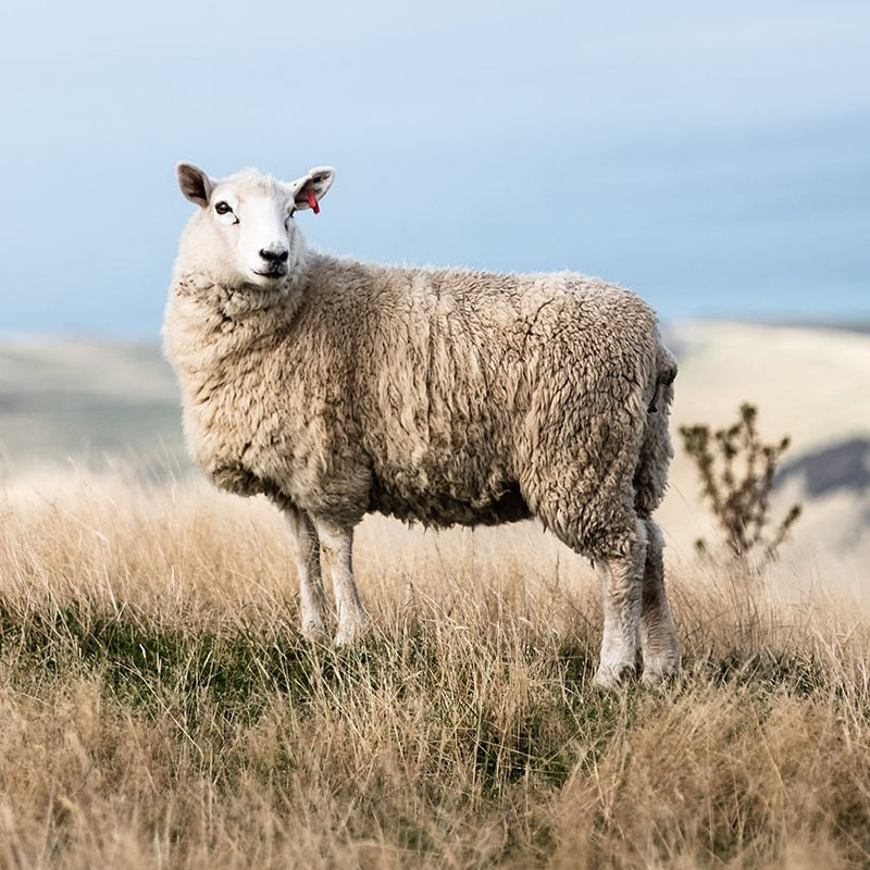 Laine mérinos : propriétés, avantages et guide complet 2025